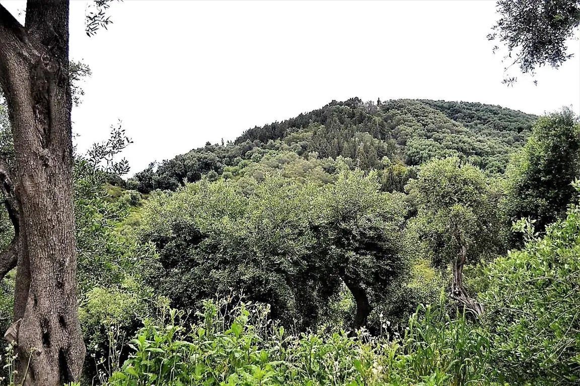 Land Of 5000 M² In Corfu
