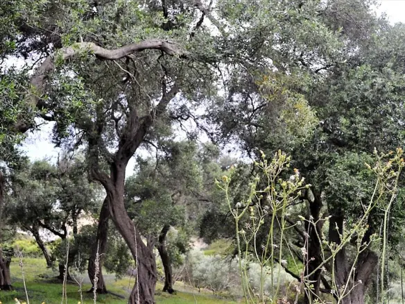 Land Of 5000 M² In Corfu