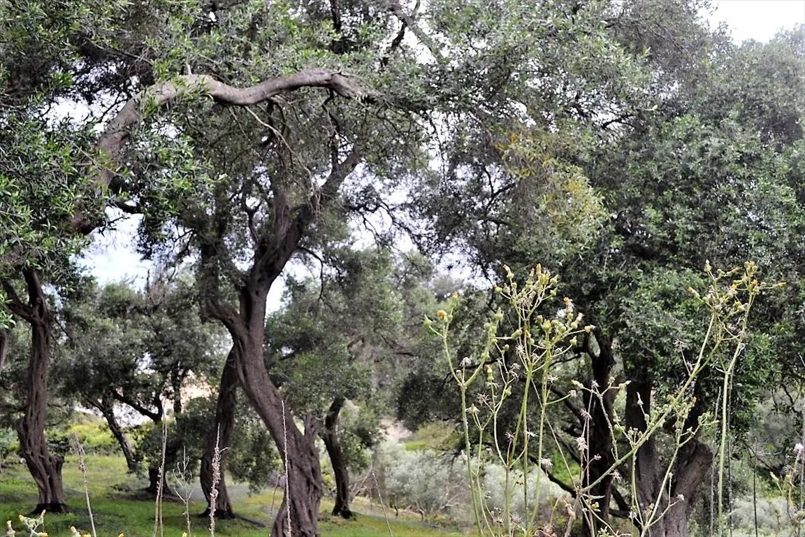 Land Of 5000 M² In Corfu