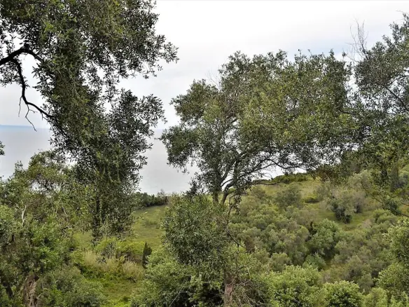 Land Of 5000 M² In Corfu