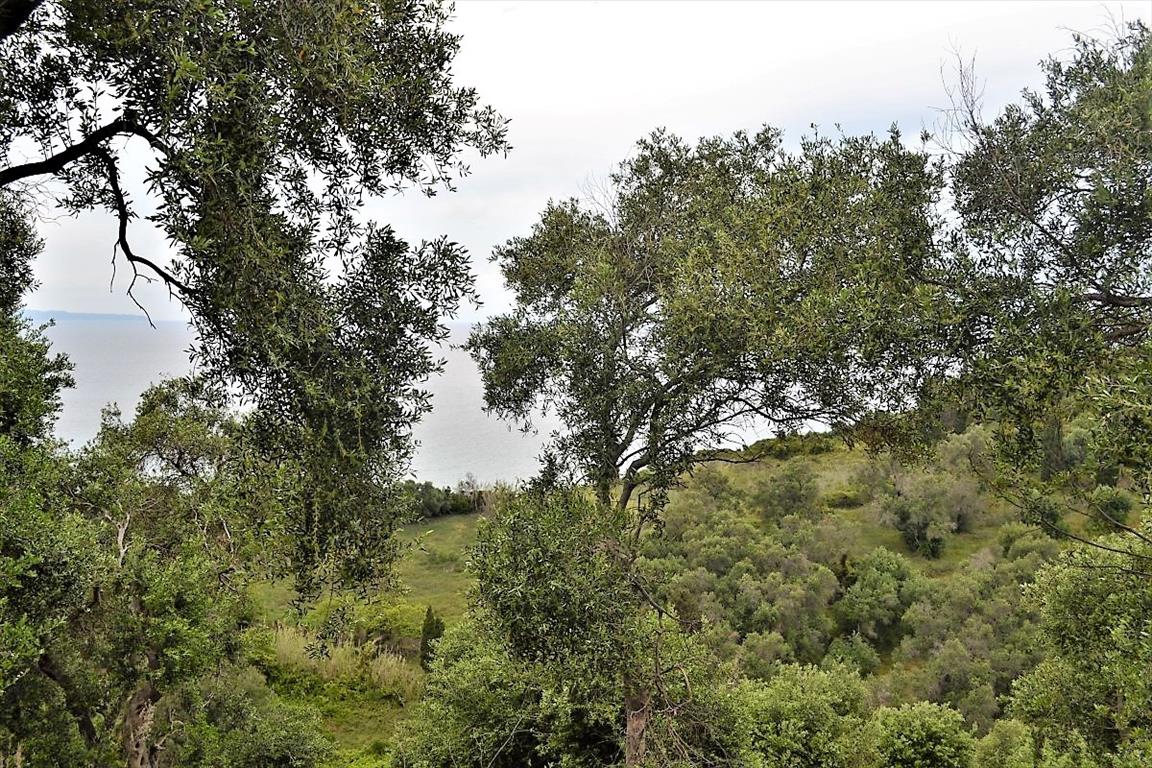 Land Of 5000 M² In Corfu