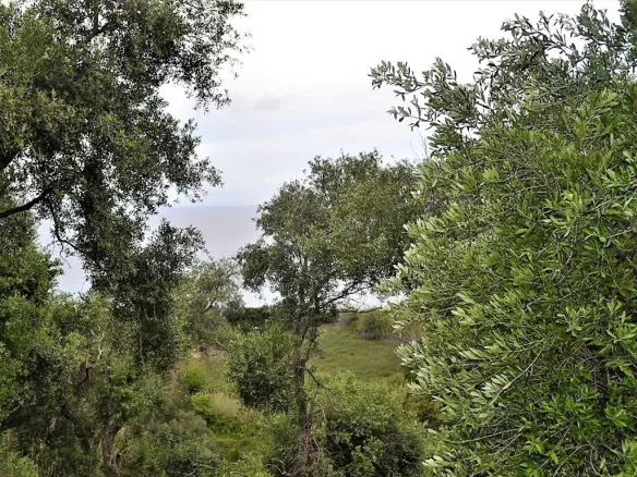 Land Of 5000 M² In Corfu