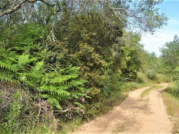 Land Of 12000 M² In Corfu