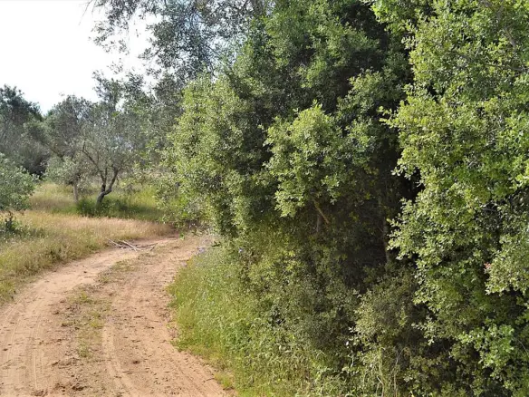 Land Of 12000 M² In Corfu