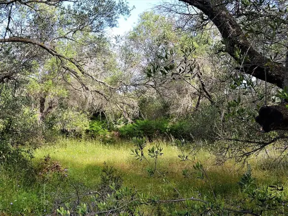 Land Of 12000 M² In Corfu
