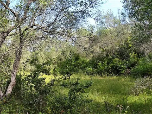 Land Of 12000 M² In Corfu