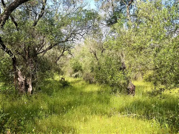 Land Of 12000 M² In Corfu