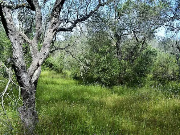Land Of 12000 M² In Corfu