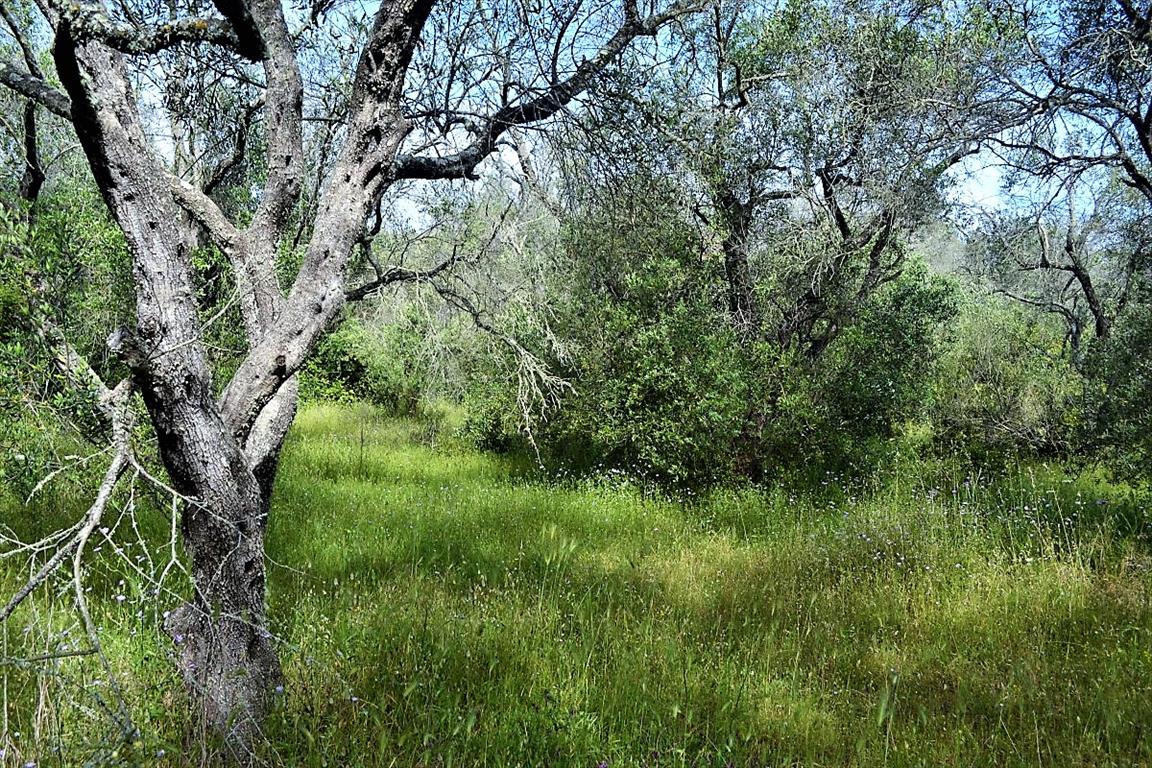 Tomt på 12000 m² på Korfu