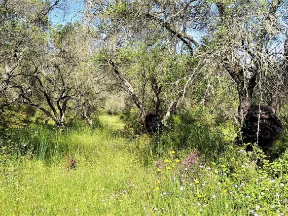 Land Of 12000 M² In Corfu