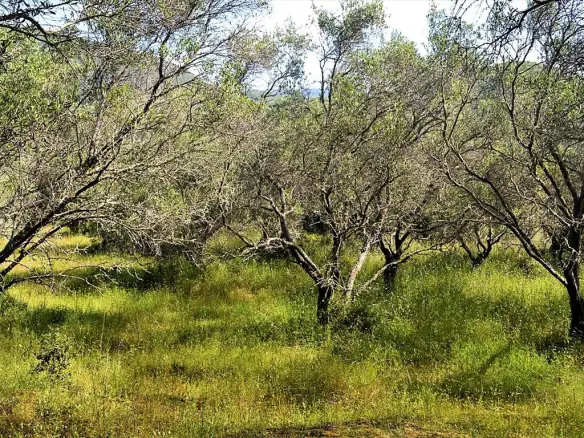Land Of 12000 M² In Corfu