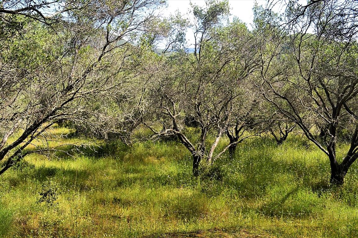 Tomt på 12000 m² på Korfu
