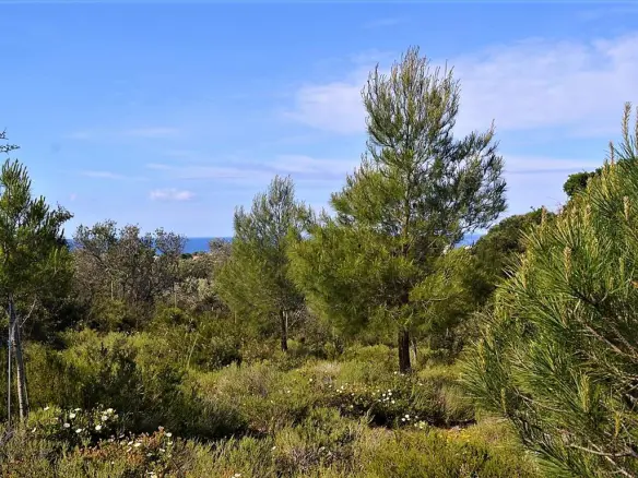 Land Of 12000 M² In Corfu