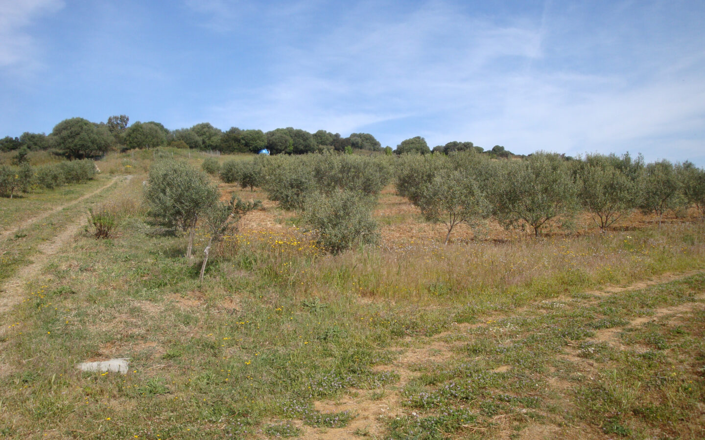 Estate Arrideli With Suitability For Eco-village Or Cohousing In Sardinia