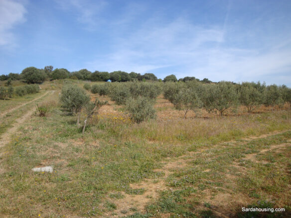 Estate Arrideli With Suitability For Eco-village Or Cohousing In Sardinia