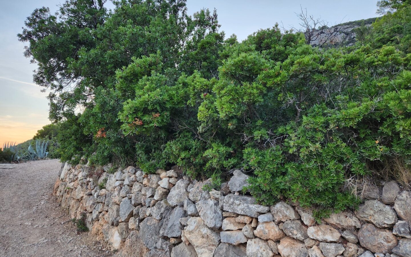 Construction Land Of 4500 M² In Komiža, Vis Island
