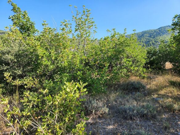 Construction Land Of 4500 M² In Komiža, Vis Island