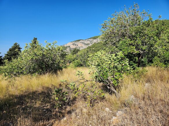 Construction Land Of 4500 M² In Komiža, Vis Island