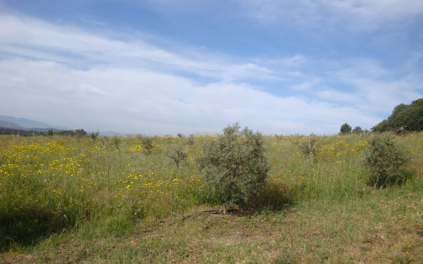 Estate Arrideli With Suitability For Eco-village Or Cohousing In Sardinia