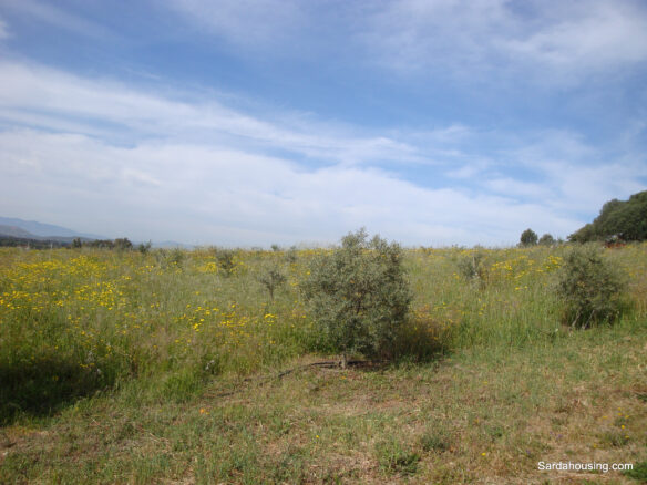 Estate Arrideli With Suitability For Eco-village Or Cohousing In Sardinia