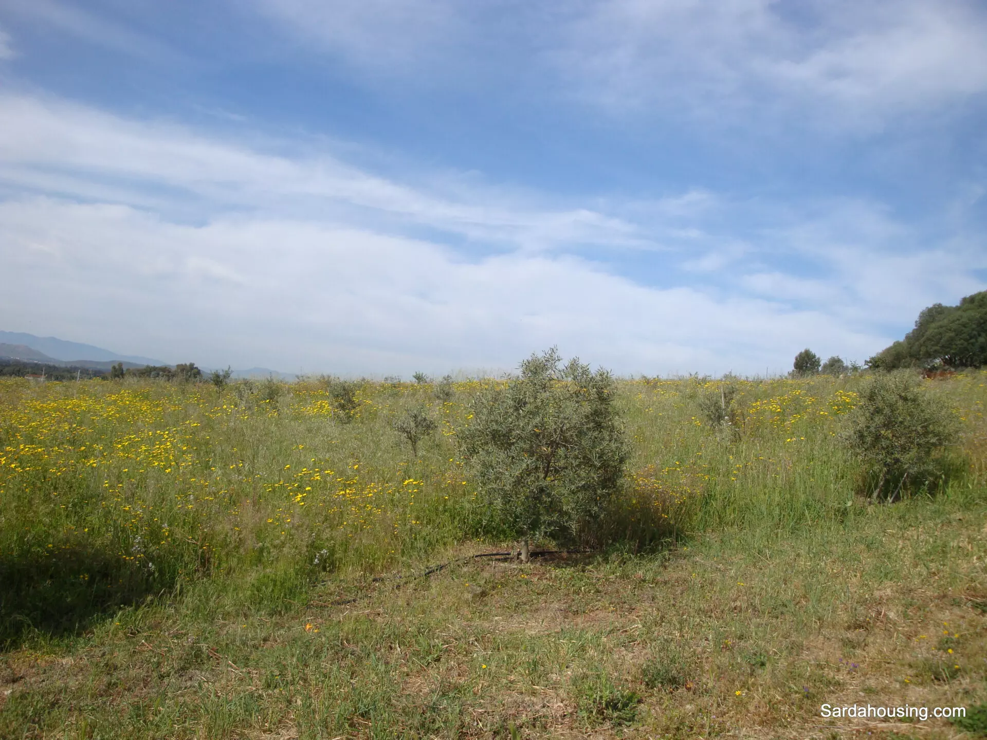 Estate Arrideli With Suitability For Eco-village Or Cohousing In Sardinia