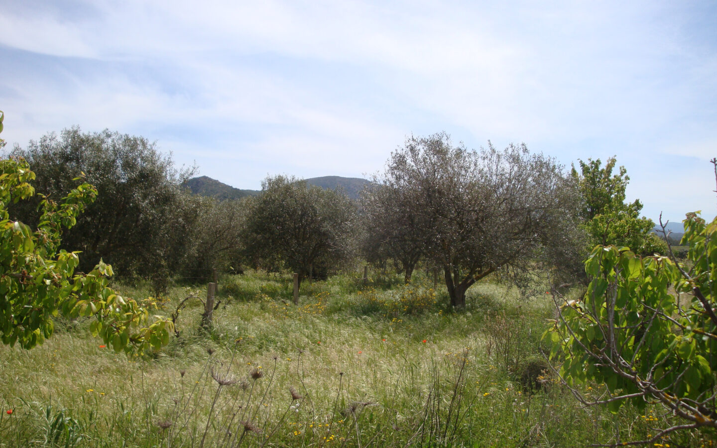 Estate Arrideli With Suitability For Eco-village Or Cohousing In Sardinia