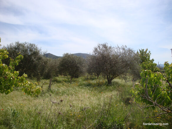 Estate Arrideli With Suitability For Eco-village Or Cohousing In Sardinia