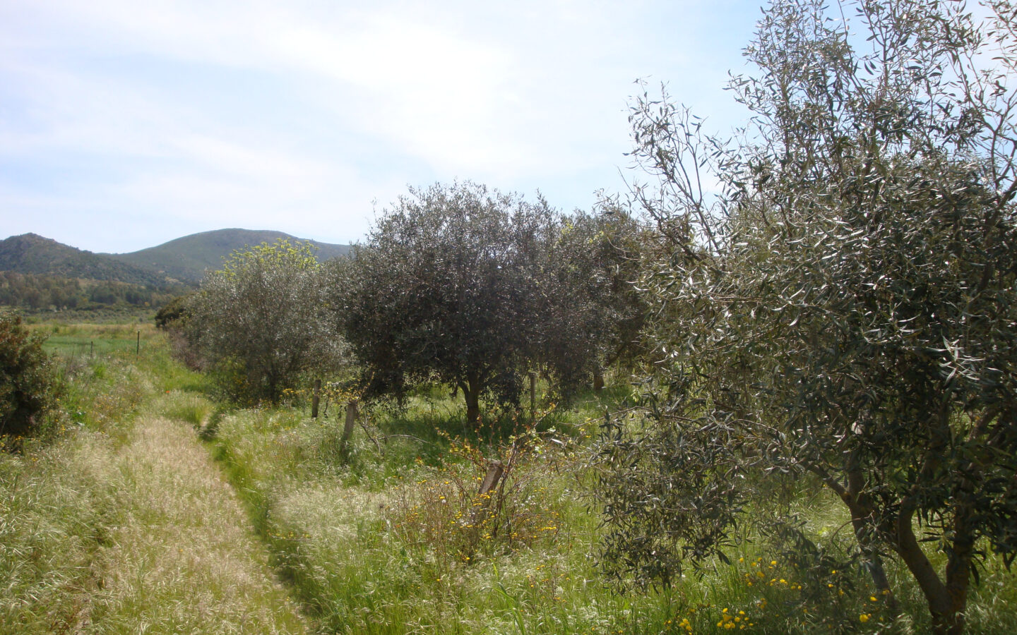 Estate Arrideli With Suitability For Eco-village Or Cohousing In Sardinia