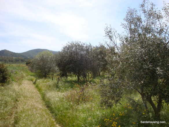 Estate Arrideli With Suitability For Eco-village Or Cohousing In Sardinia