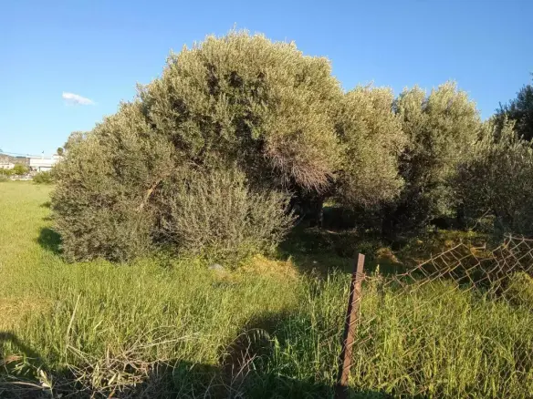 Land Of 2750 M² On Euboea Island