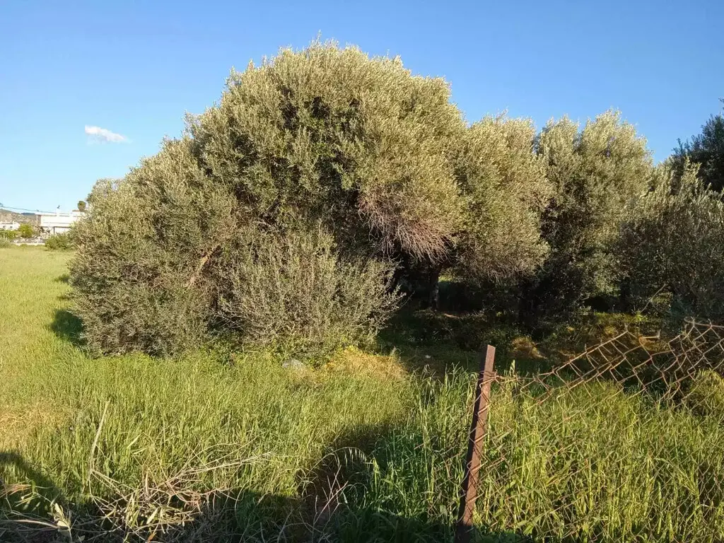Land Of 2750 M² On Euboea Island