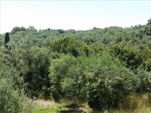 Land Of 5650 M² In Corfu