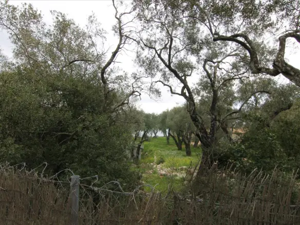 Land Of 10000 M² In Corfu