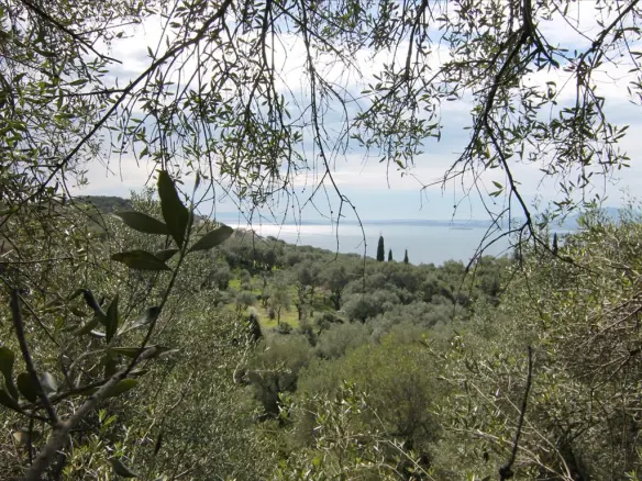 Land Of 9000 M² In Corfu