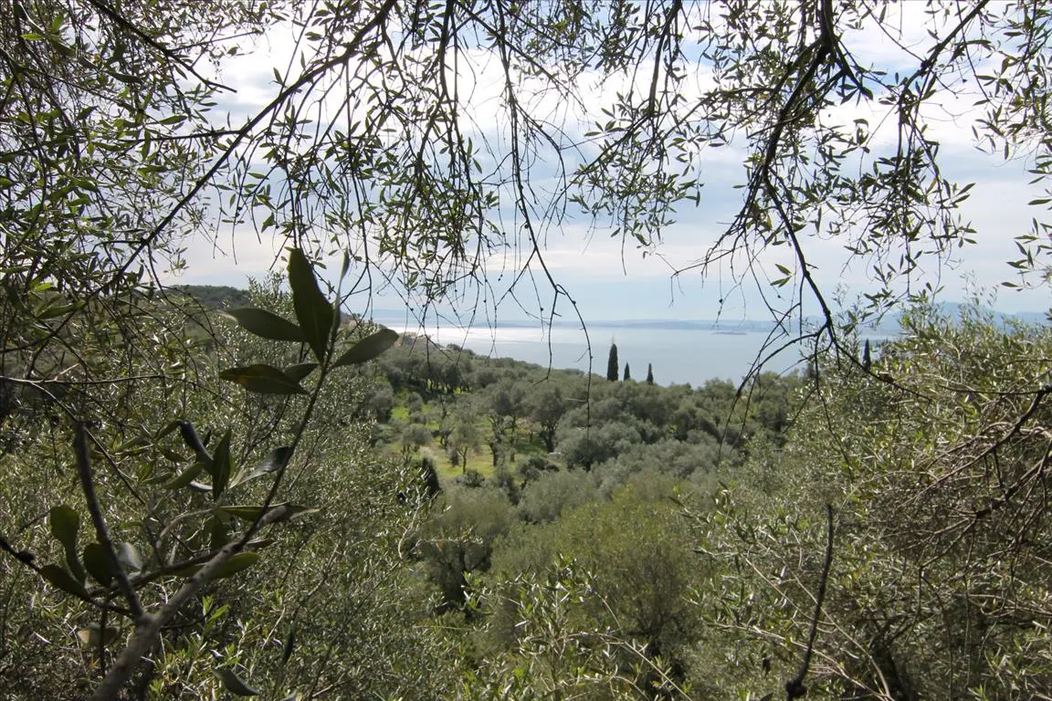 Land Of 9000 M² In Corfu