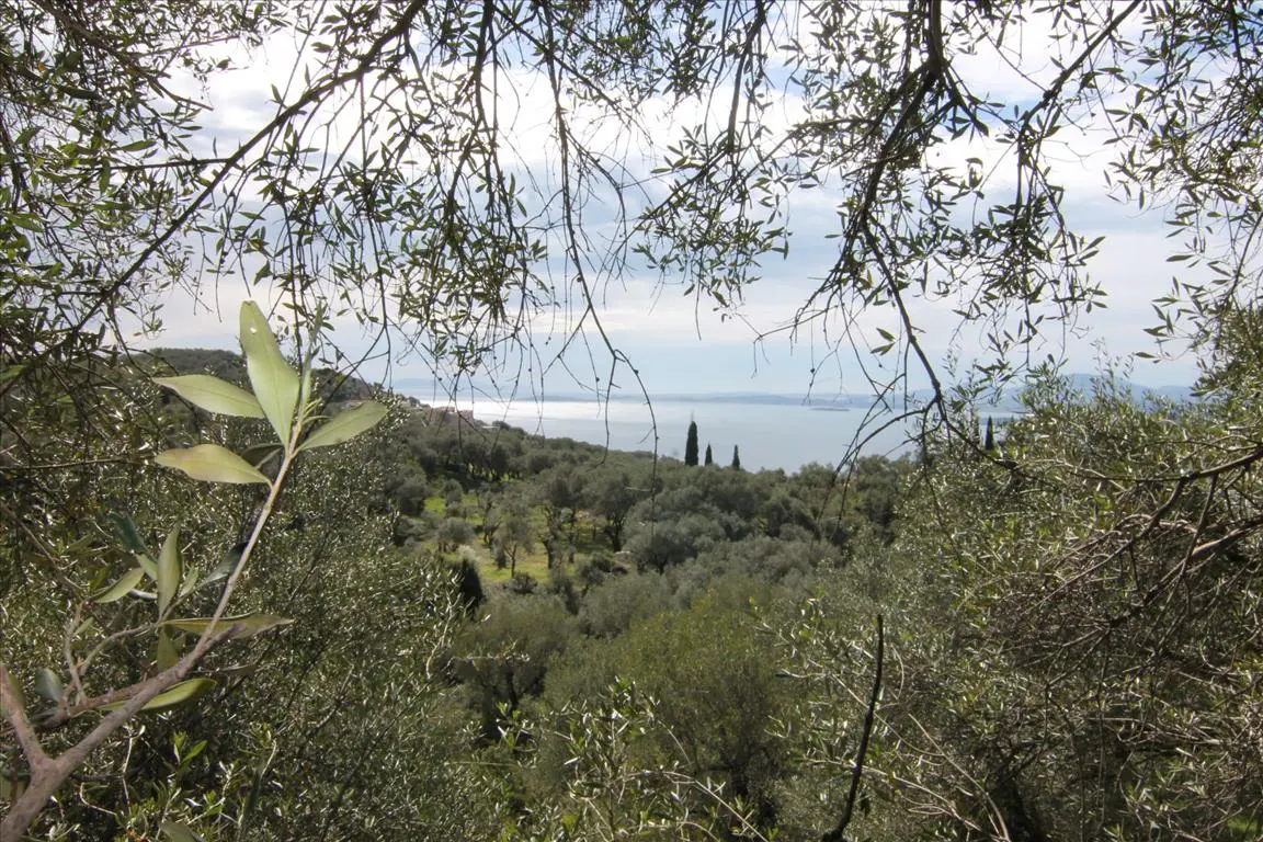 Land Of 9000 M² In Corfu