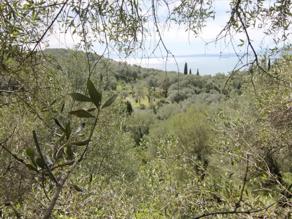 Land Of 9000 M² In Corfu
