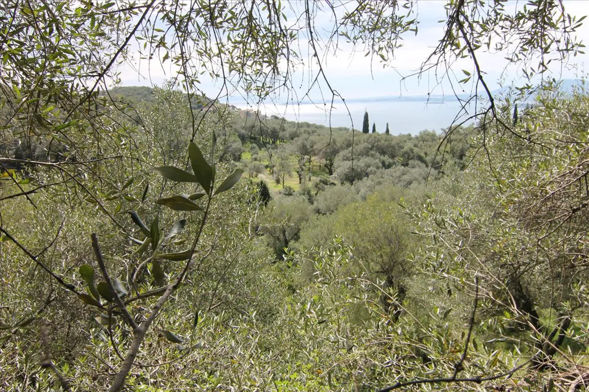 Land Of 9000 M² In Corfu