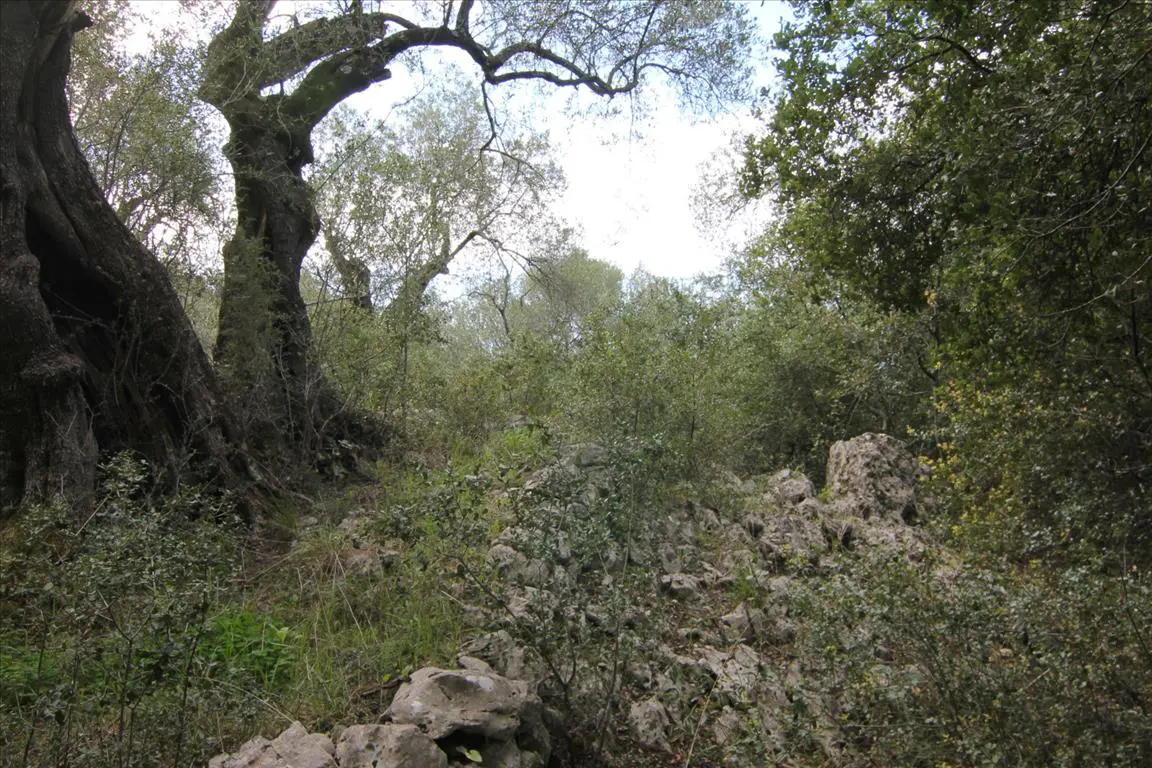Land Of 8000 M² In Corfu