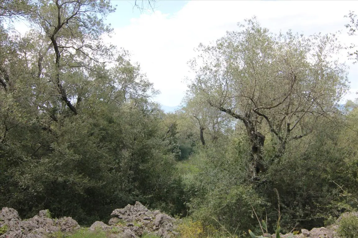 Land Of 8000 M² In Corfu