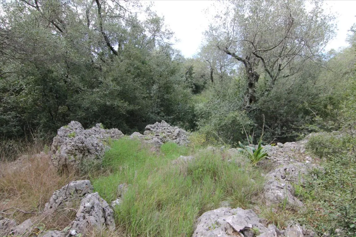 Land Of 8000 M² In Corfu
