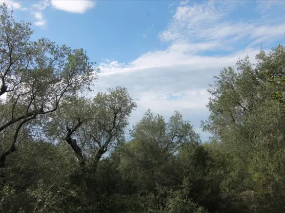 Land Of 8000 M² In Corfu