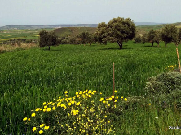 Producing Olive Grove, 7 Hectaers, Sardinia