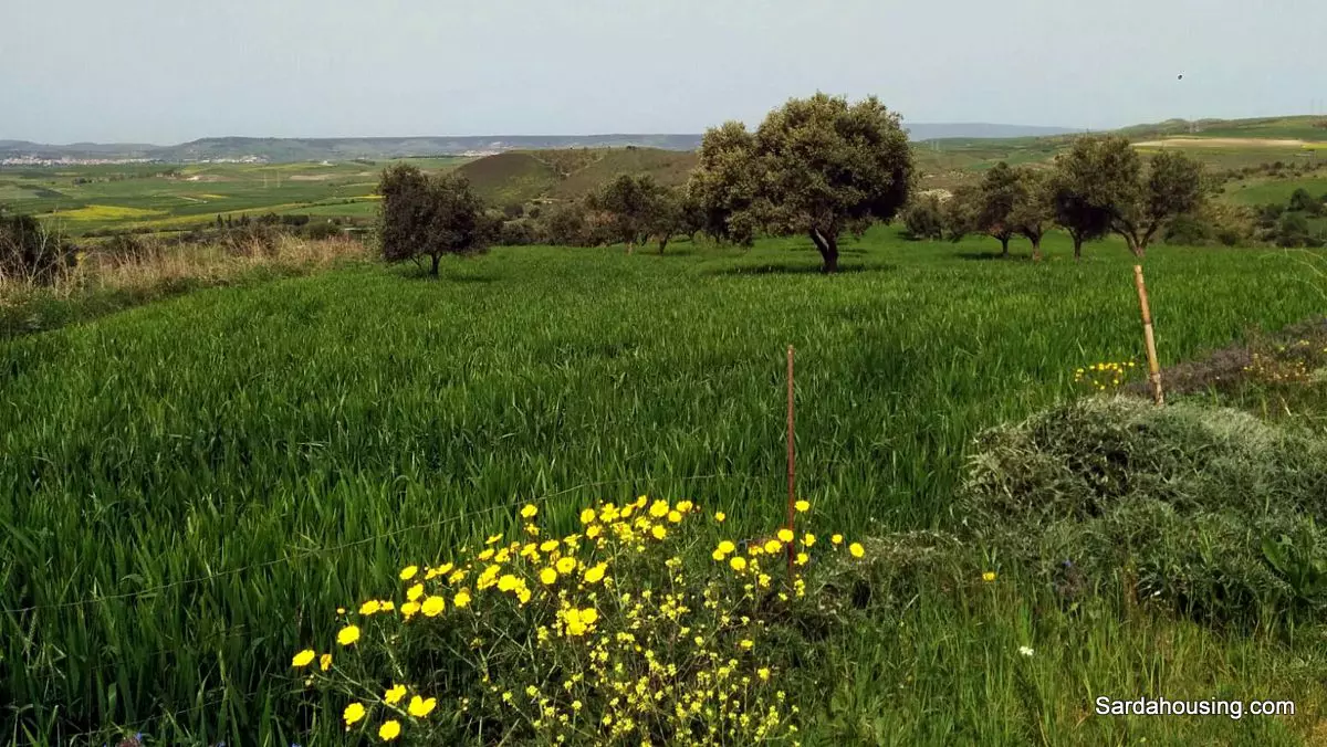 Producing Olive Grove, 7 Hectaers, Sardinia