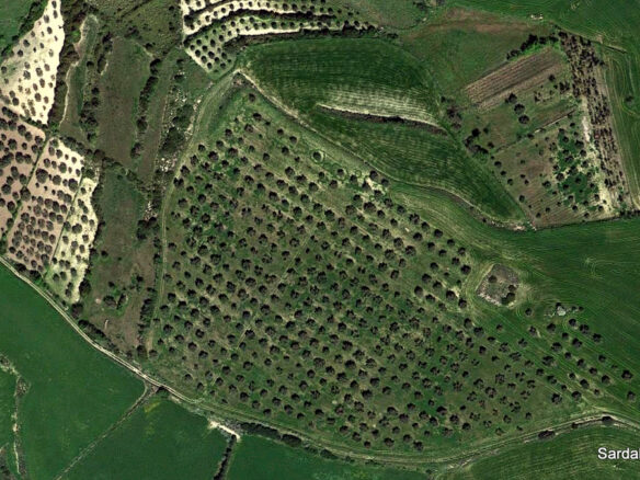 Producing Olive Grove, 7 Hectaers, Sardinia