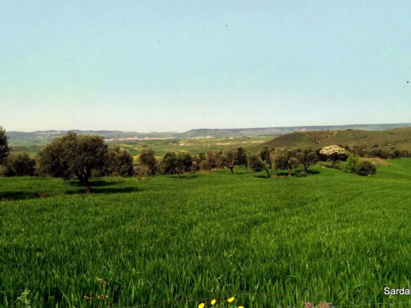 Producing Olive Grove, 7 Hectaers, Sardinia