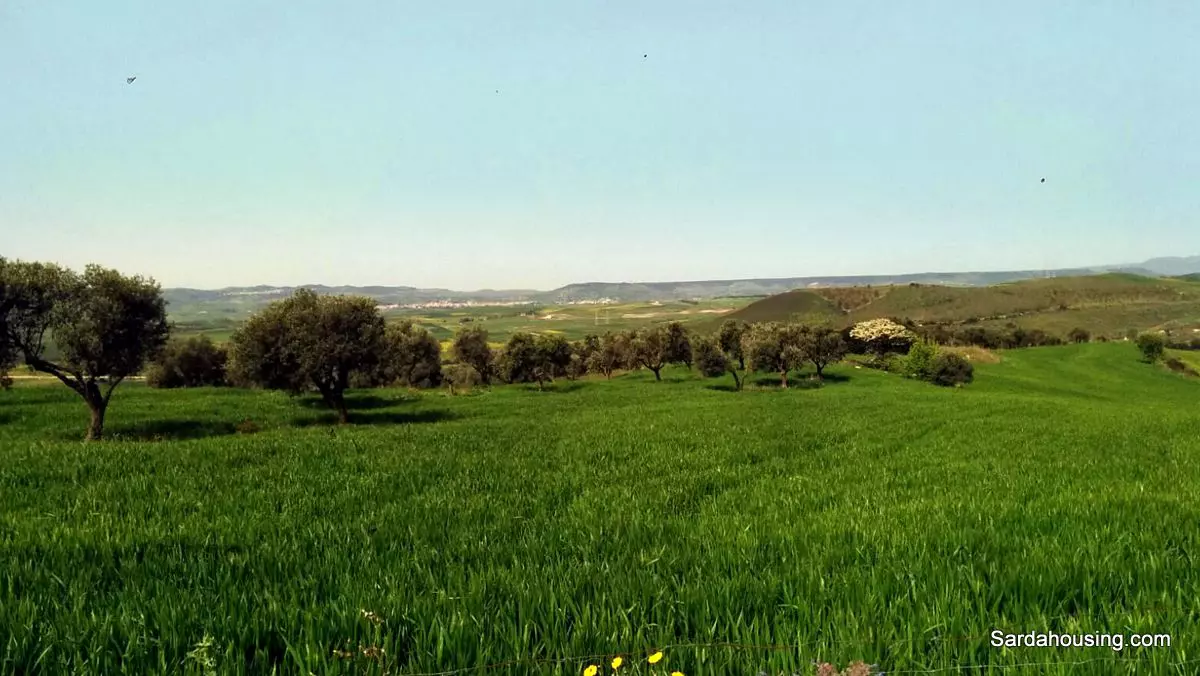Producing Olive Grove, 7 Hectaers, Sardinia