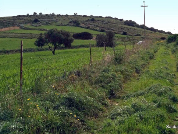Producing Olive Grove, 7 Hectaers, Sardinia