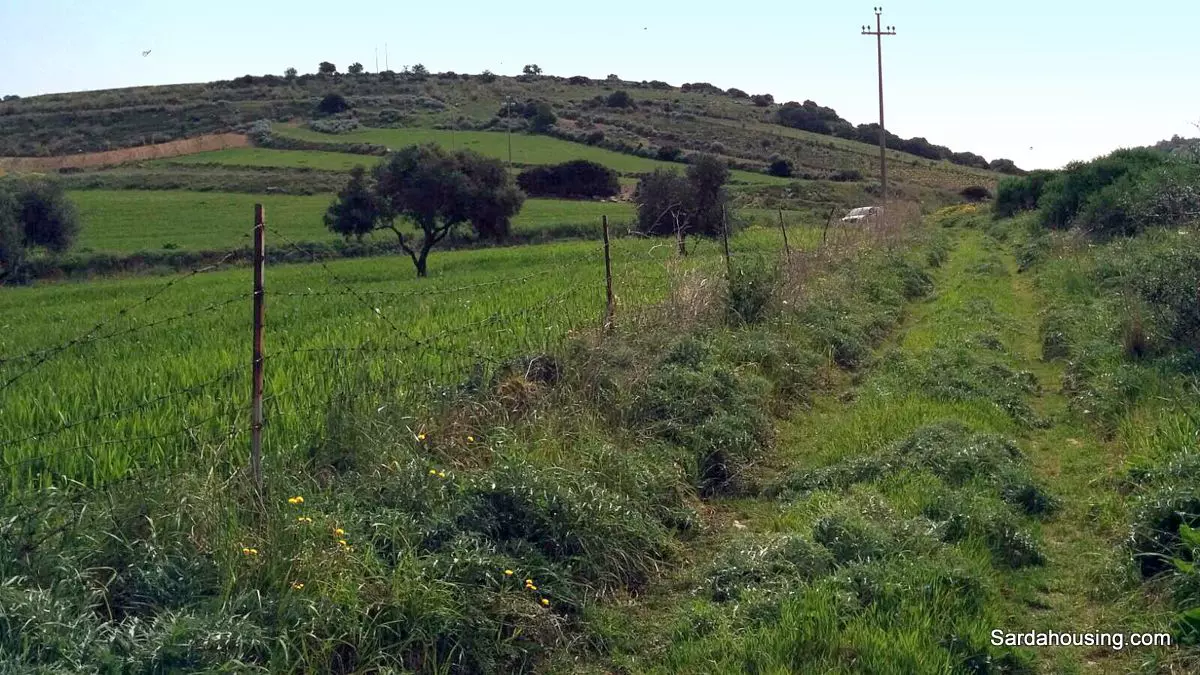 Producing Olive Grove, 7 Hectaers, Sardinia