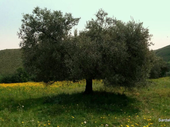 Producing Olive Grove, 7 Hectaers, Sardinia